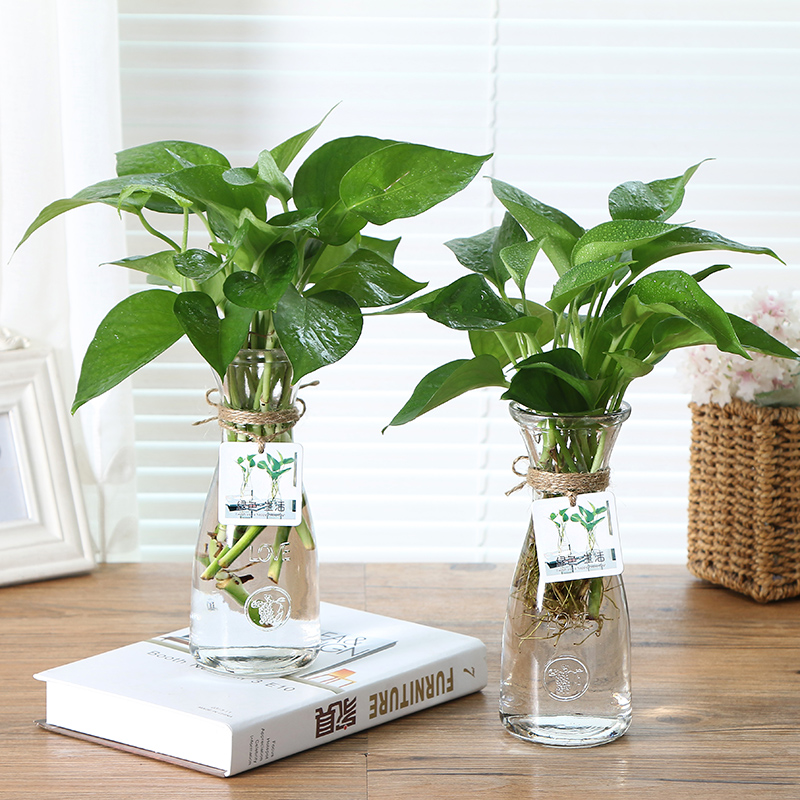热卖欧式水培绿萝植物花瓶创意玻璃透明花瓶富贵竹百合客厅摆件插花瓶图片